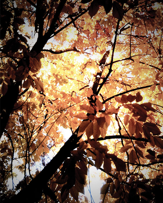 Fall Leaves 2010