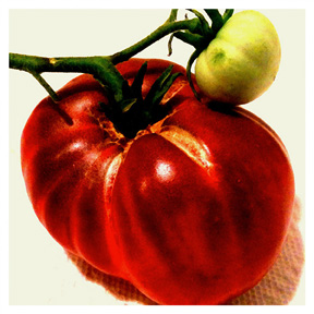 93423 Heirloom Tomato iPhone Organic Show Artist Dean Allan McCready