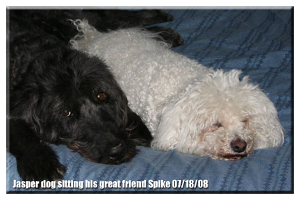 Jasper and Spike 07/18/08